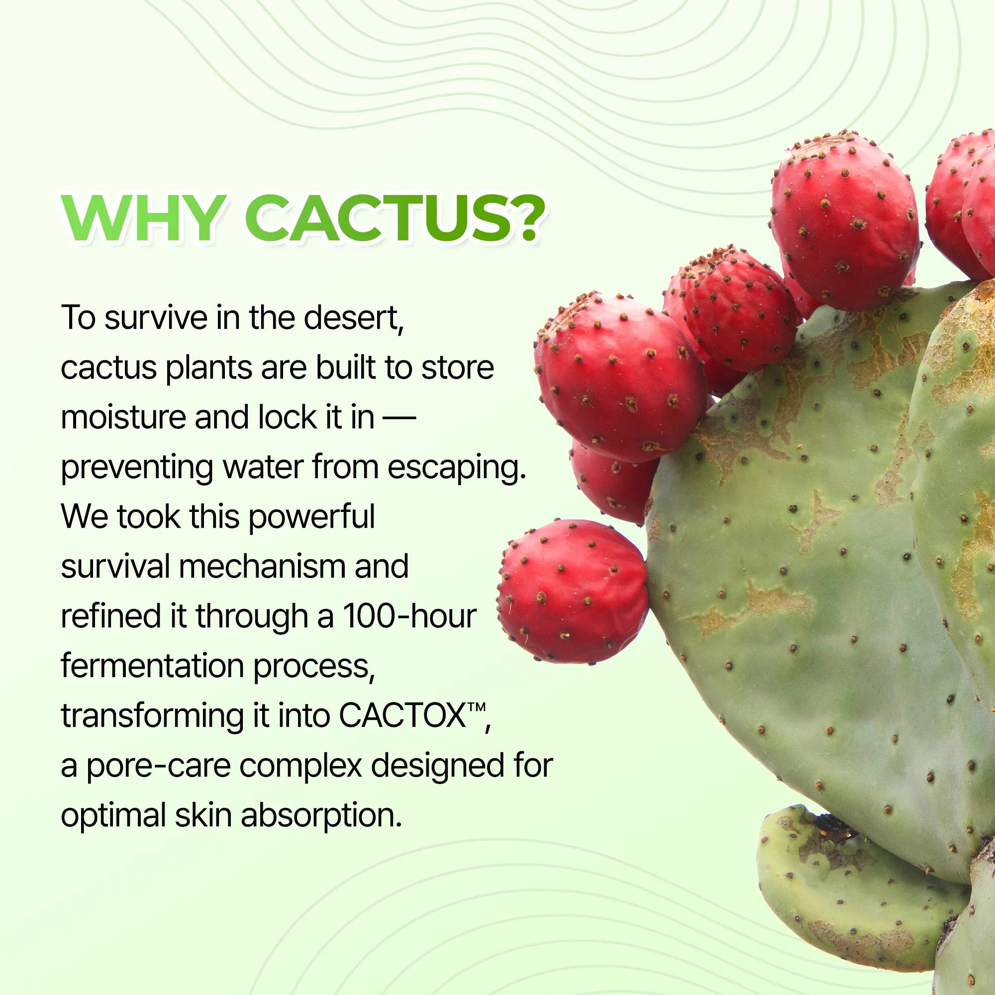 Cactox Hydro Pore Care Set